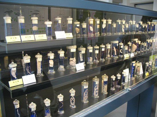 Parasitologisch Museum van Meguro